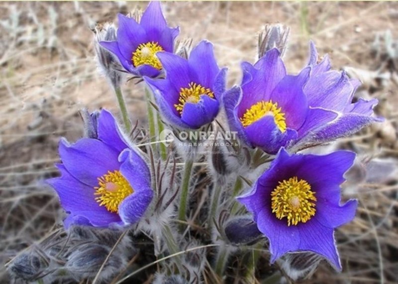 Pulsatilla vulgaris Alba
