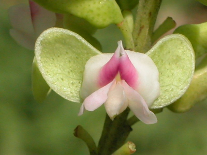 Dipteryx micrantha