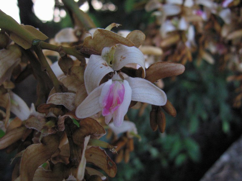 Dipteryx odorata