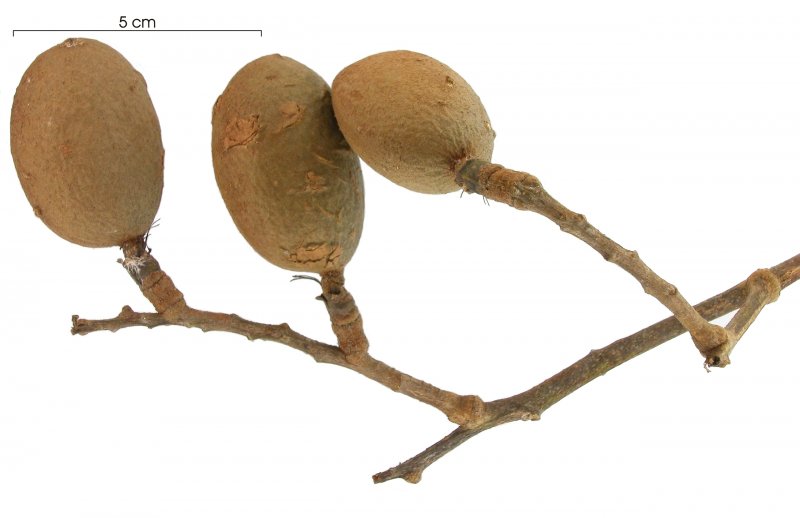 Dipteryx Oleifera
