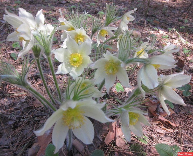 Прострел обыкновенный (Pulsatilla vulgaris)