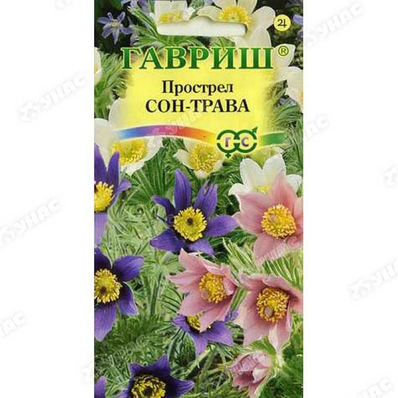 Подснежник Сибирский прострел