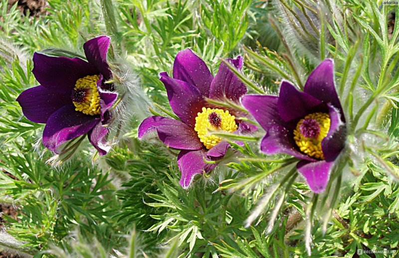Прострел cernua Aurea