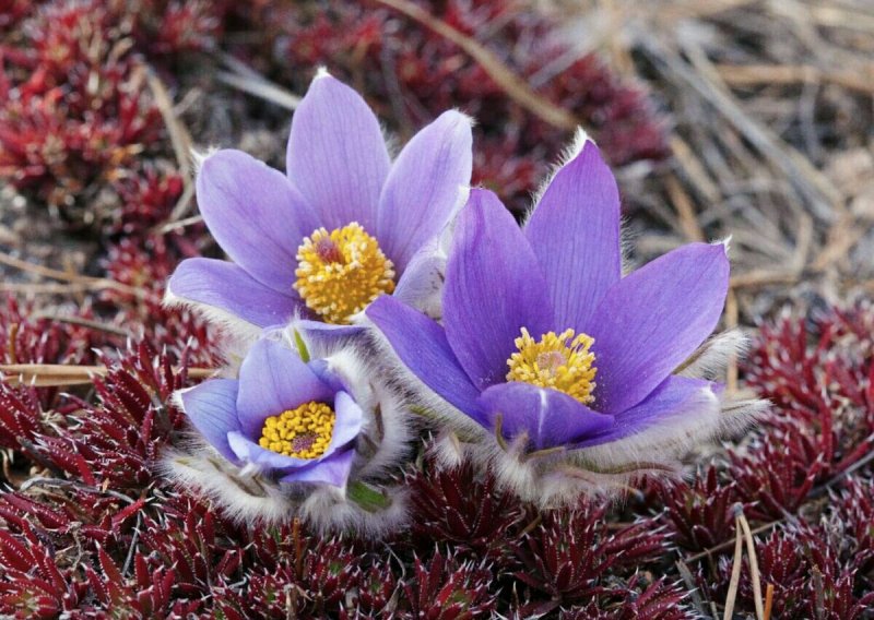 Pulsatilla Пульсатилла