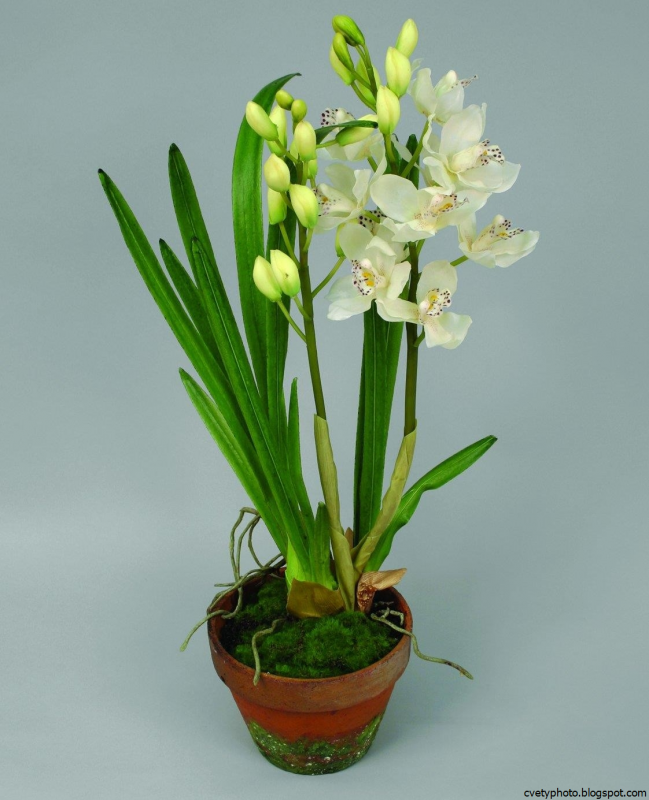 Цимбидиум (Cymbidium)