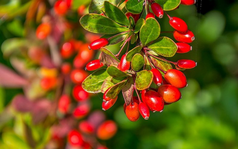 Барбарис (Berberis)