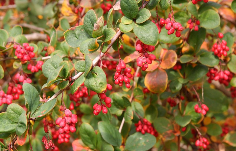 Барбарис Амурский (Berberis amurensis Rupr.)