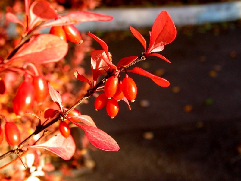Барбарис продолговатый Berberis oblonga