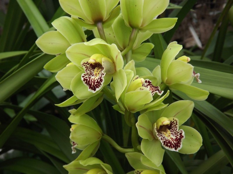 Cymbidium maguanense