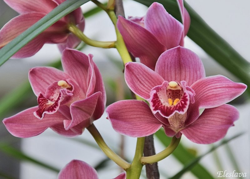 Орхидея Cymbidium