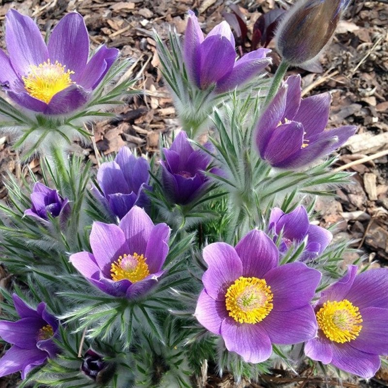 Прострел обыкновенный (Pulsatilla vulgaris `Blue Violet`)
