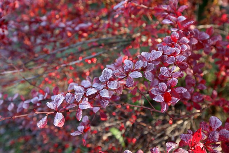 Барбарис (Berberis)