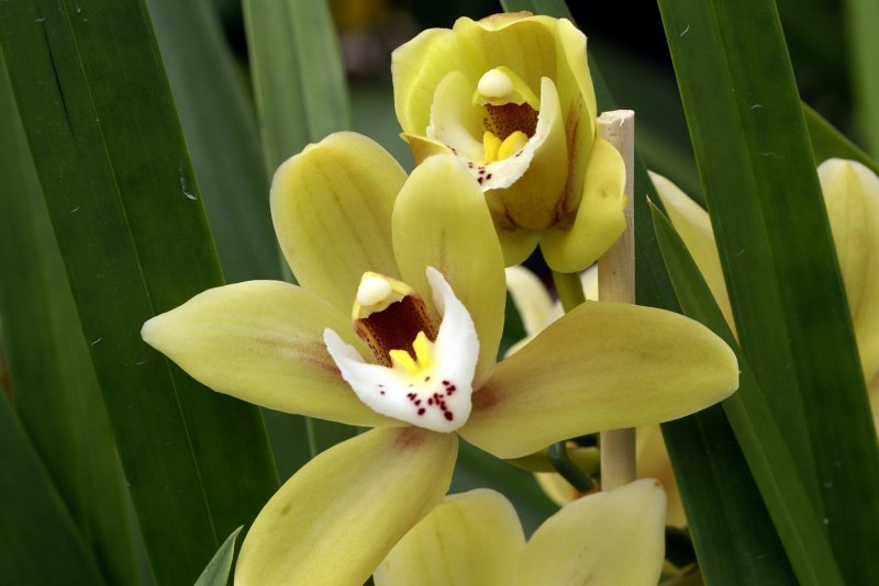 Cymbidium t Joal