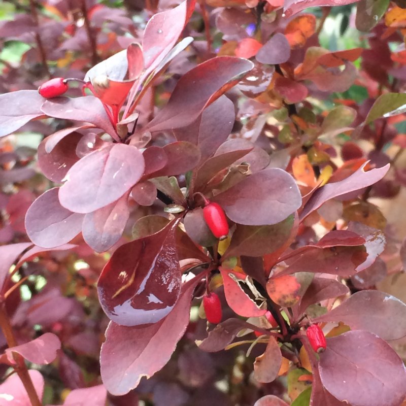 Барбарис Тунберга (Berberis thunbergii)