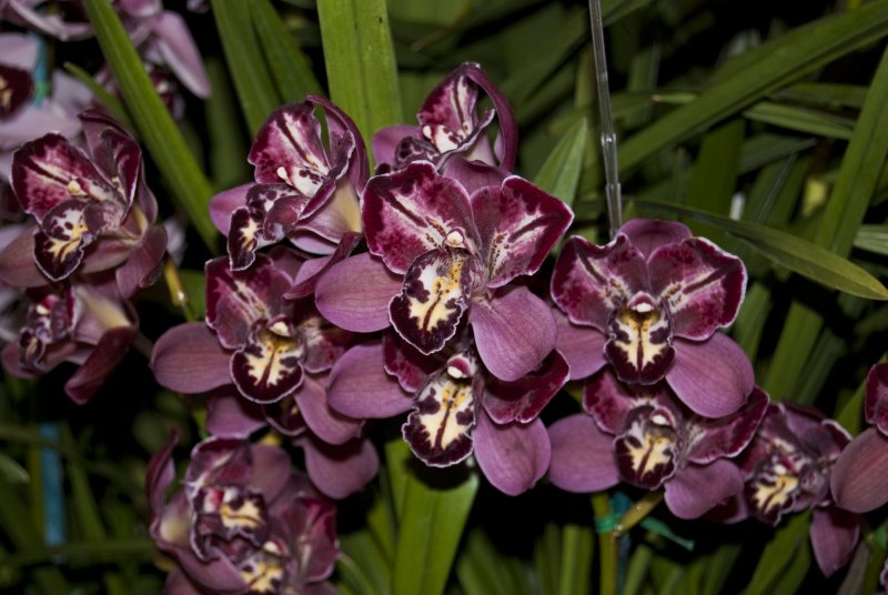 Cymbidium Jocelyn Brook NH X Parish Elf Salinas 4n