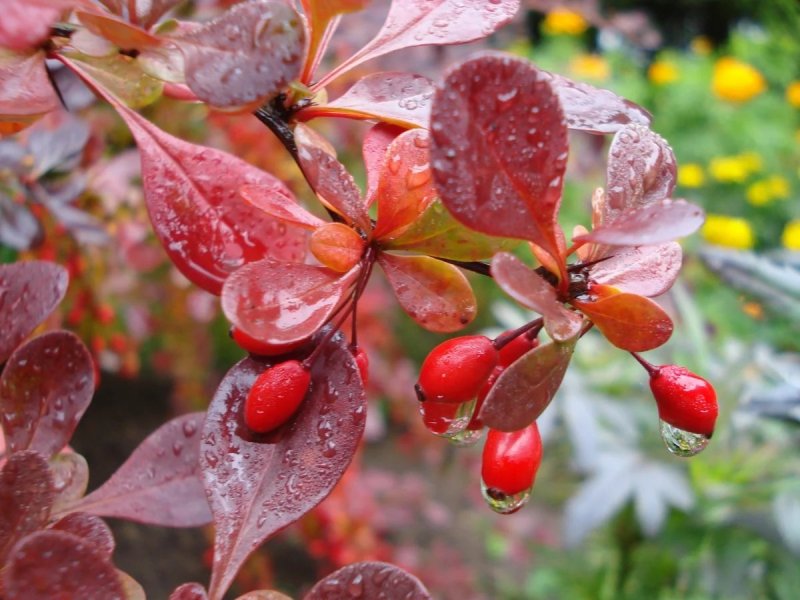 Барбарис (Berberis)