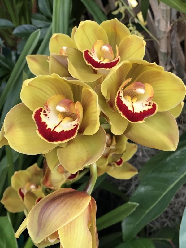 Cymbidium Majolika