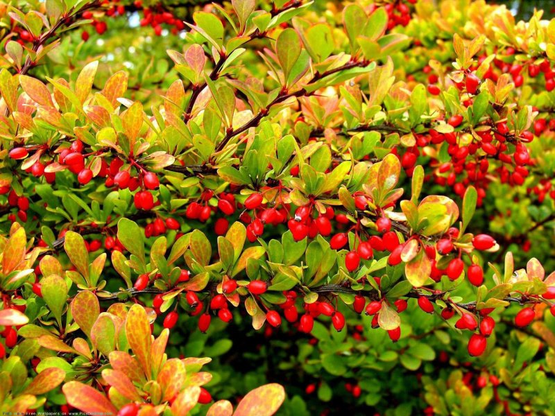Барбарис Амурский Berberis amurensis