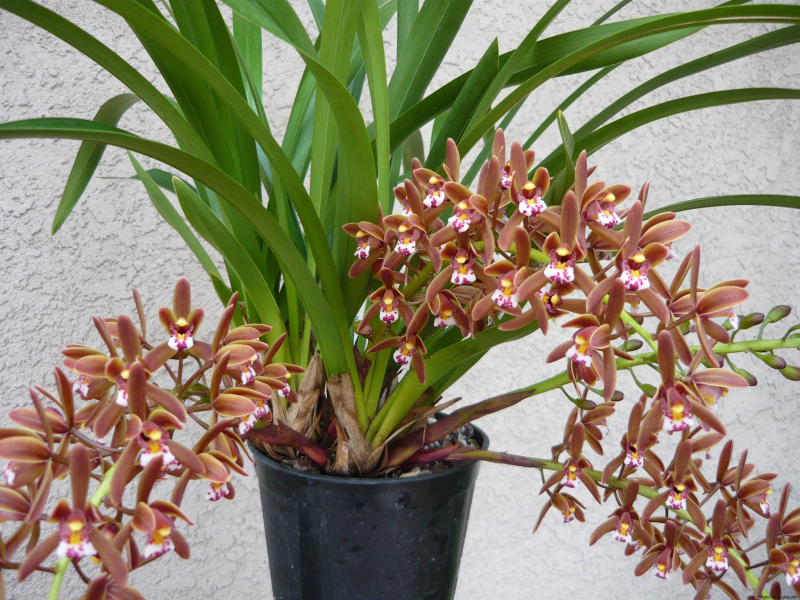 Цимбидиум (Cymbidium)