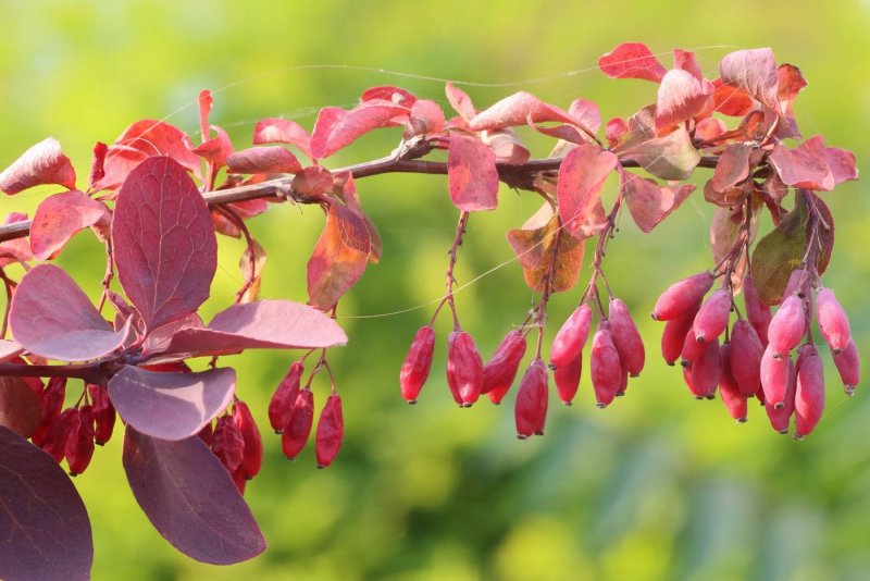 Барбарис обыкновенный Berberis vulgaris