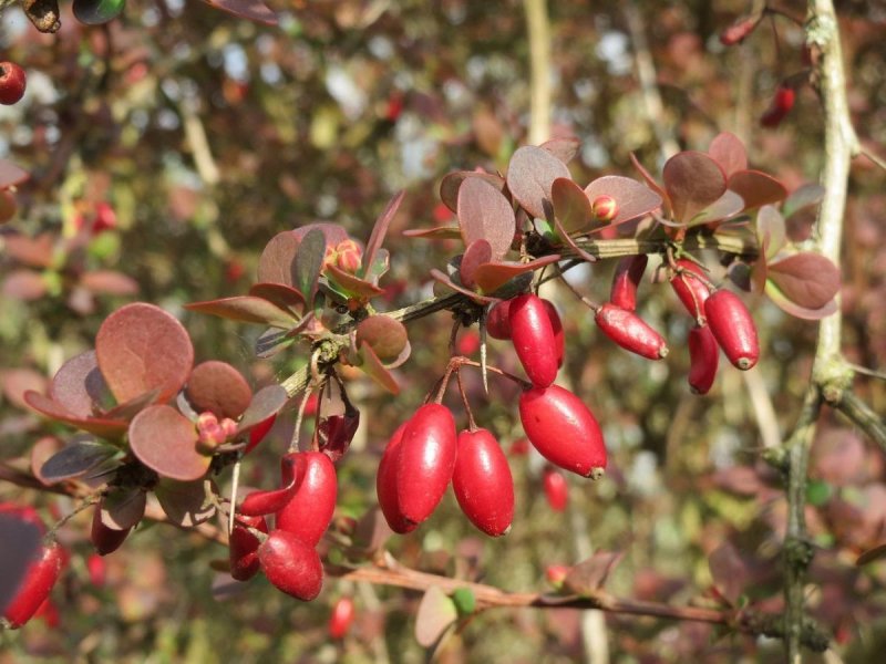 Барбарис (Berberis)