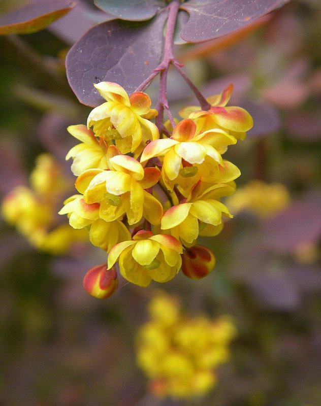 Барбарис (Berberis)