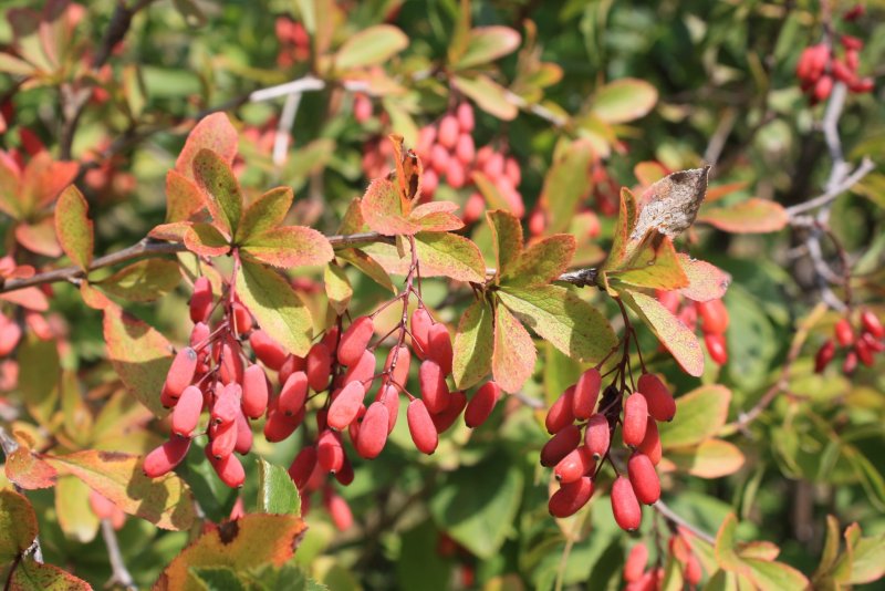 Барбарис обыкновенный (Berberis vulgaris l.)
