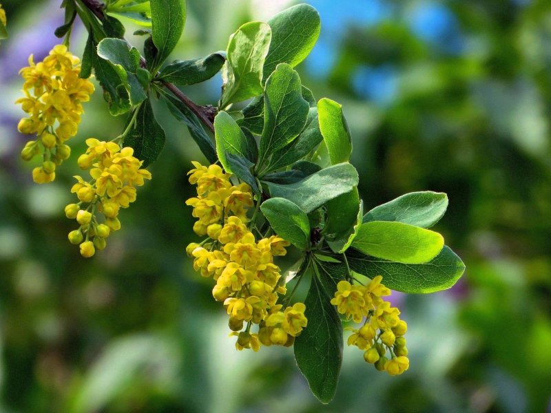 Барбарис обыкновенный Berberis vulgaris