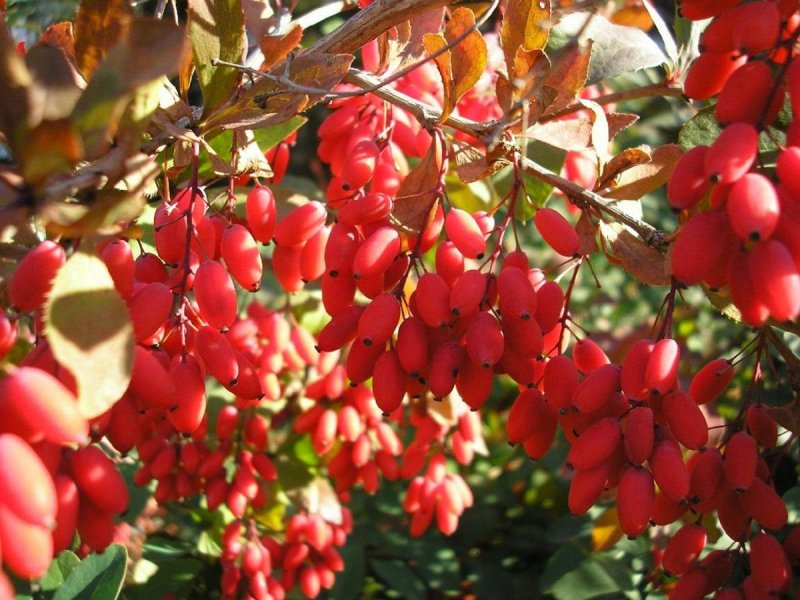 Барбарис обыкновенный Berberis vulgaris
