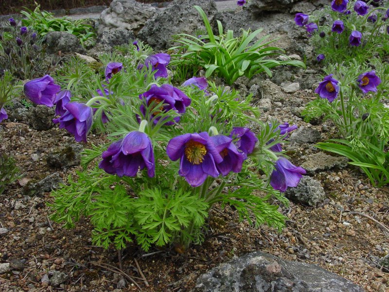 Прострел Турчанинова Pulsatilla turczaninovii Kryl. Et Serg.