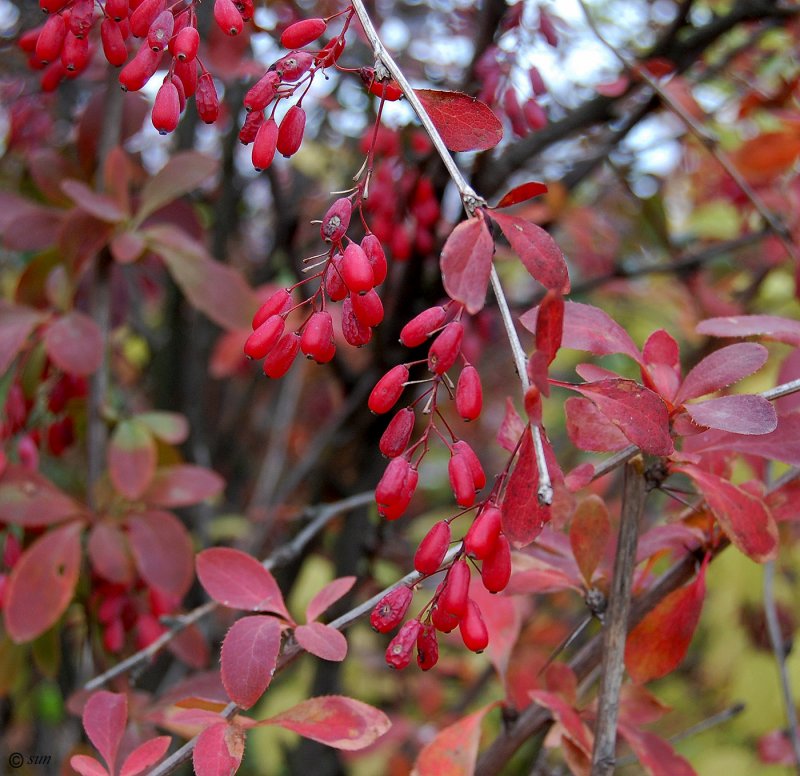 Барбарис (Berberis)
