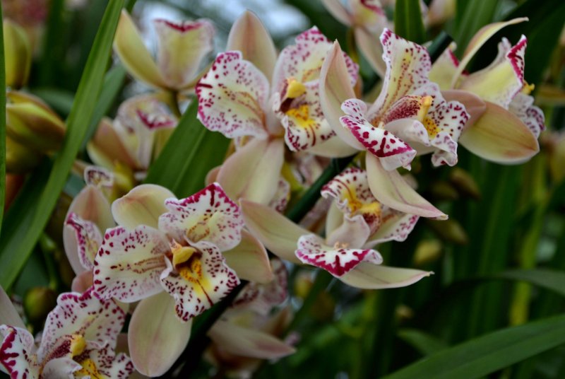 Цимбидиум (Cymbidium)