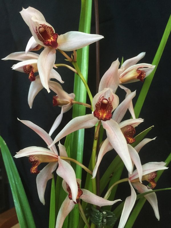 Цимбидиум Cymbidium virescens