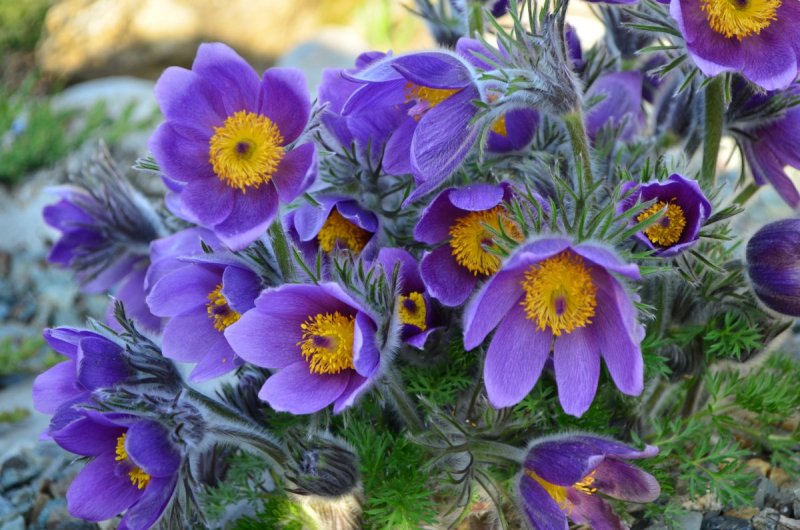 Прострел обыкновенный Bells Violet