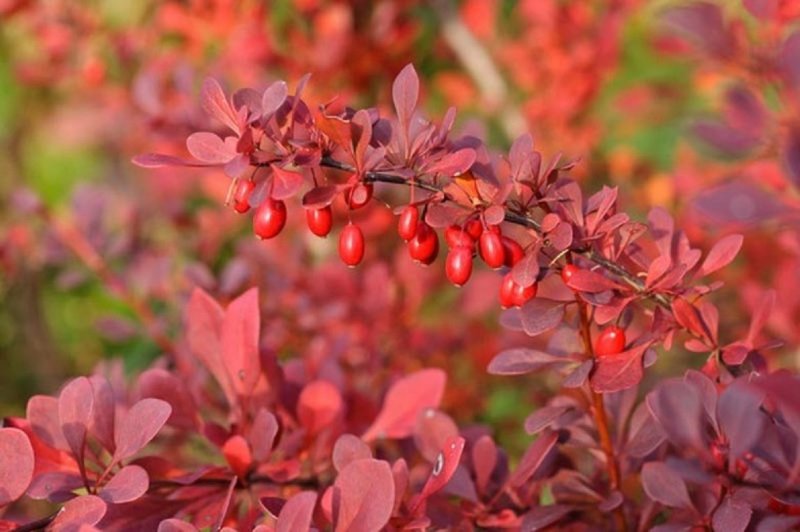 Барбарис Тунберга Berberis thunbergii Atropurpurea p9