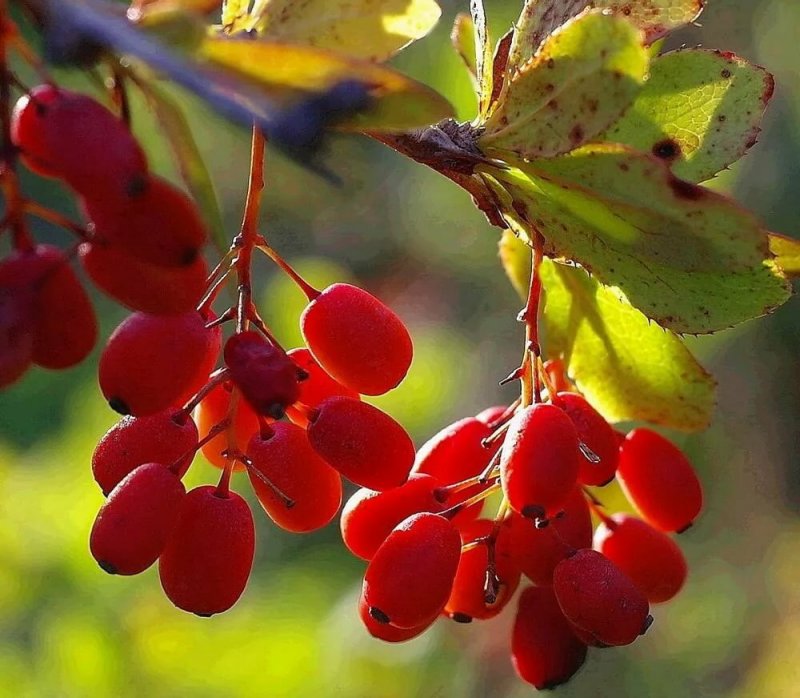 Барбарис (Berberis)