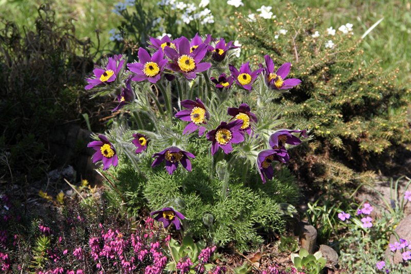 Pulsatilla sachalinensis