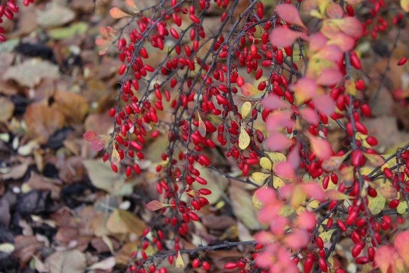Барбарис канадский (Berberis canadensis)