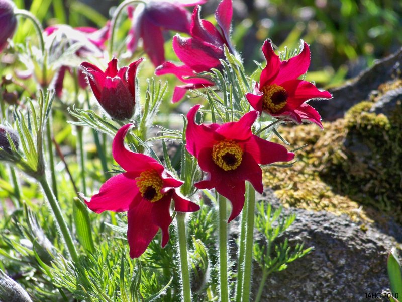 Прострел обыкновенный Pulsatilla vulgaris rubra