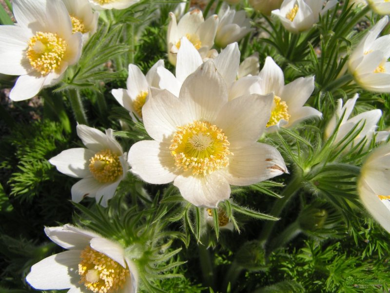 Прострел Pulsatilla