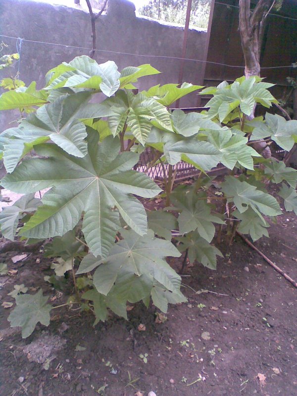 Клещевина Занзибар