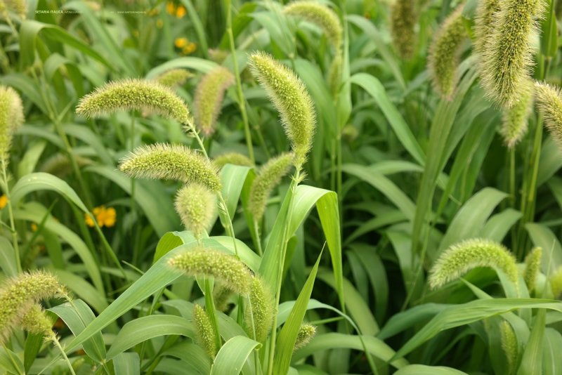 Чумиза (Setaria Italica)