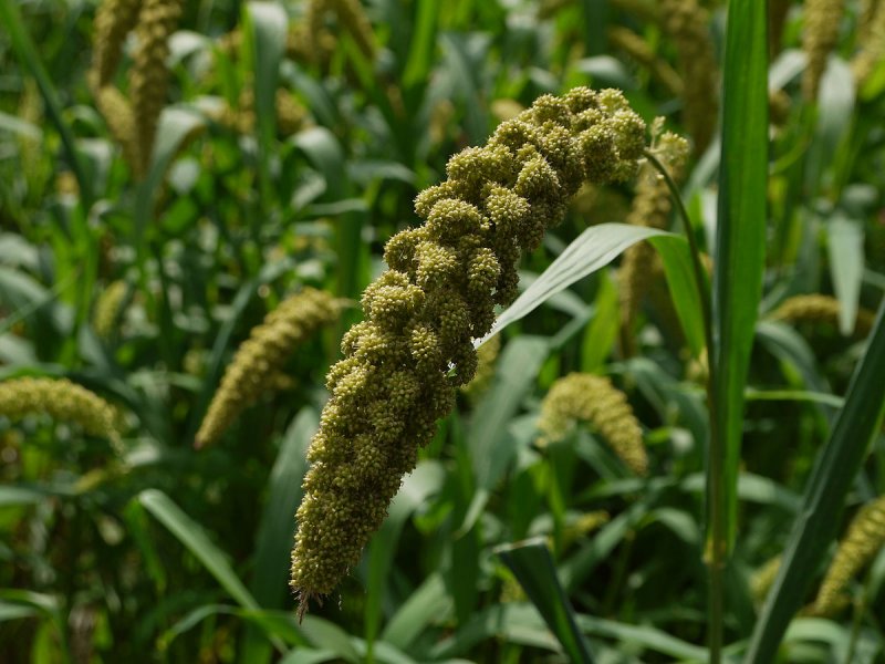 Чумиза (Setaria Italica)