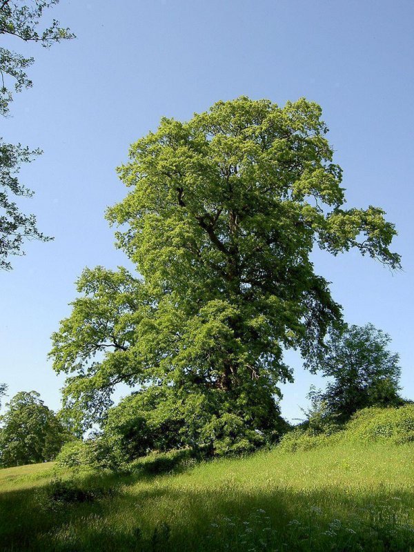 Quercus cerris турецкий дуб