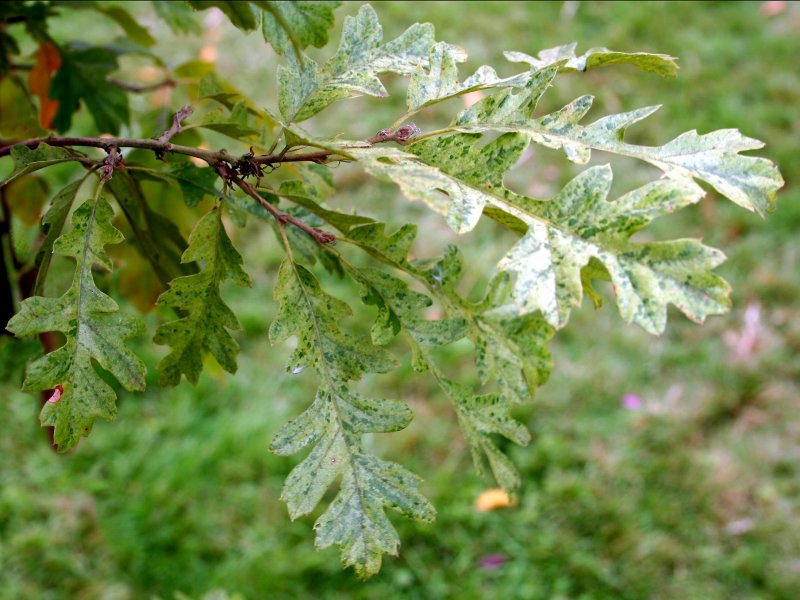 Quercus cerris 'Marmorata'