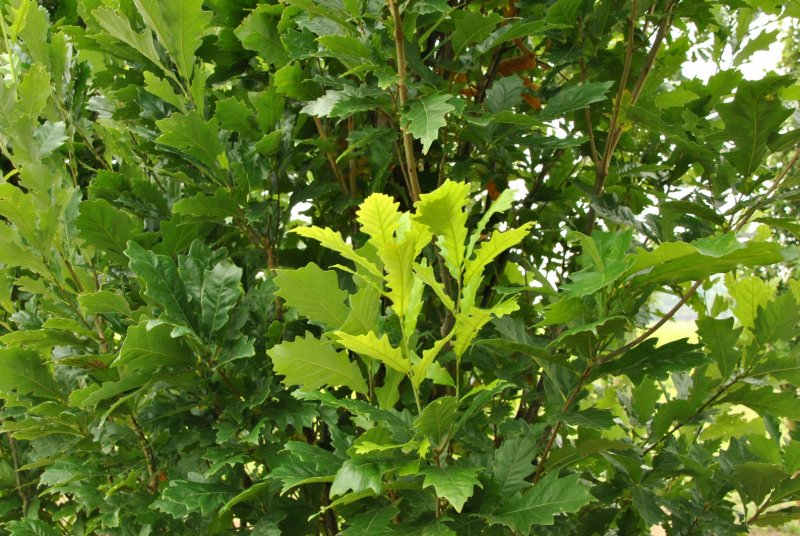 Quercus × Warei Regal Prince