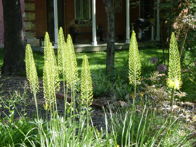 Эремурус (Eremurus) Bungei