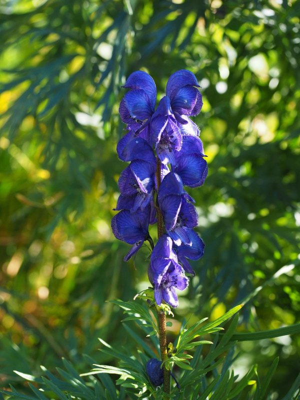 Aconitum palmatum