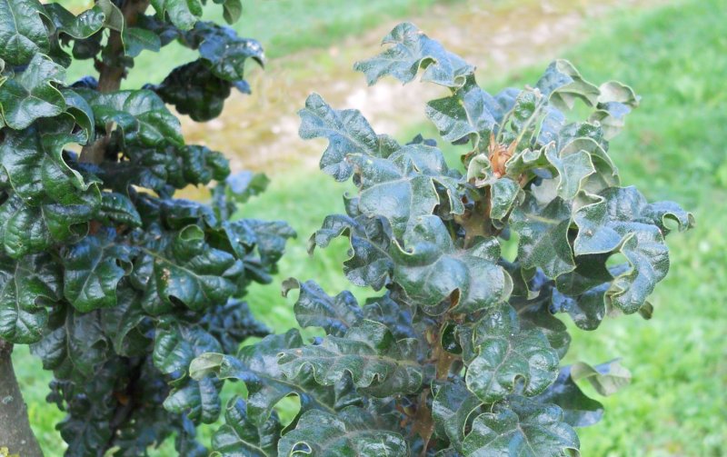 Quercus cerris curly head