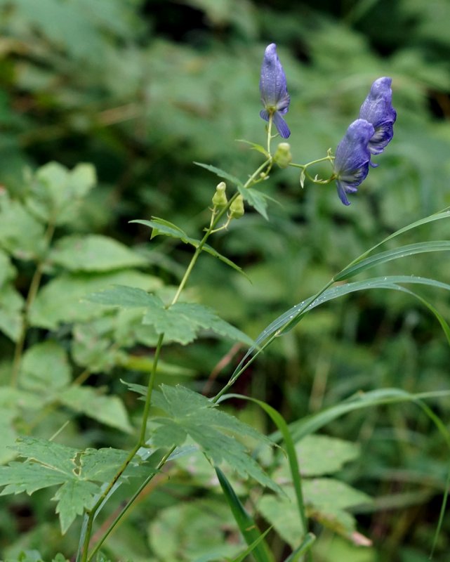 Аконит клобучковый Aconitum napellus